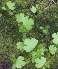 Garden Celery