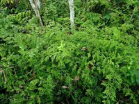 Selaginella willdenowii in the wild