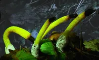 dog stinkhorn
