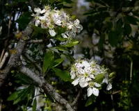 Syrian Pear (Pyrus syriaca) plant