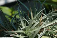 Tillandsia ixioides