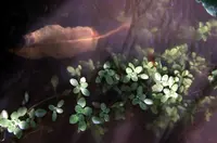 pond water-starwort