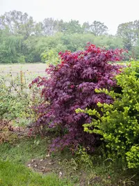 Japanese Maple