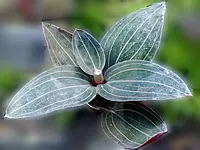 Jewel Orchid (Ludisia discolor) plant