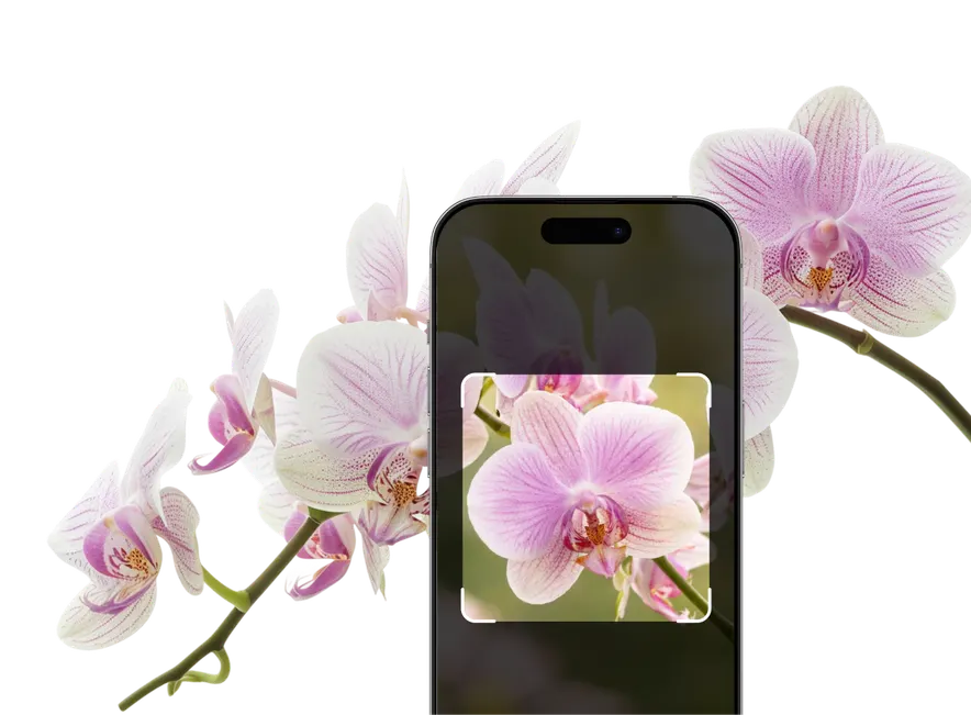 Orchid Identification – Hero
