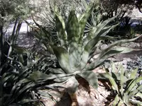 Agave inaequidens (Agave inaequidens) plant