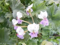 Pelargonium crassicaule (Pelargonium crassicaule) plant