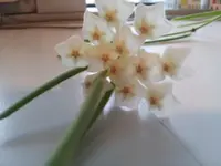 Hoya linearis (Hoya linearis) plant