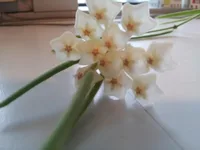 Hoya linearis (Hoya linearis) plant