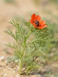 summer pheasant's eye