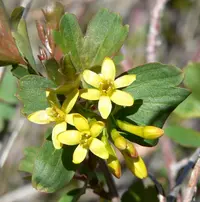 golden currant