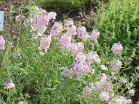 Persian Candytuft