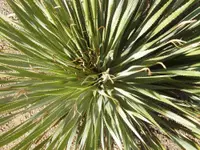 common sotol