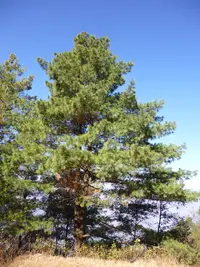 Blue Pine (Pinus wallichiana) plant