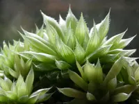 Haworthia cooperi big leaves