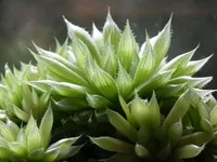 Haworthia cooperi big leaves