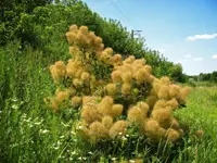 Smokebush
