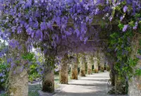 Sandpaper vine