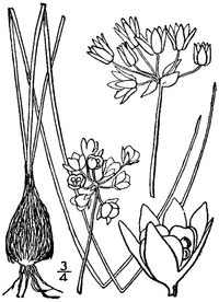 Drummond's onion