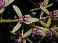 Aloe-leafed cymbidium (Cymbidium aloifolium) plant
