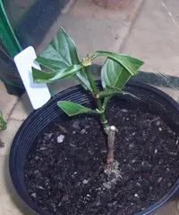 Chacruna (Psychotria viridis) plant