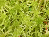 sphagnum (Sphagnum fallax) plant