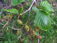 white alder