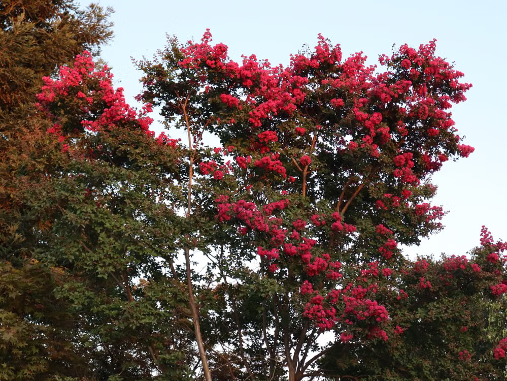 Best Small Trees for Front Yard - Crape Myrtle
