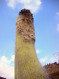 Old man cactus