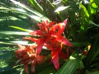 Guzmania wittmackii