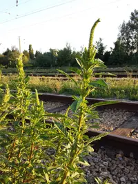 Powell's amaranth