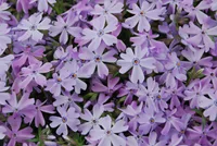 Moss phlox (Phlox subulata) plant