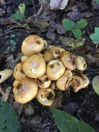 Cap