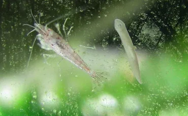 Planaria Infestation