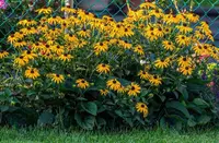 Black Eyed Susan