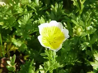 Douglas' meadowfoam
