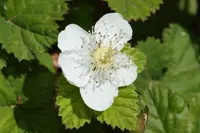 roughfruit berry (Rubus lasiococcus) plant