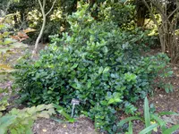 viburnum Watering Guide