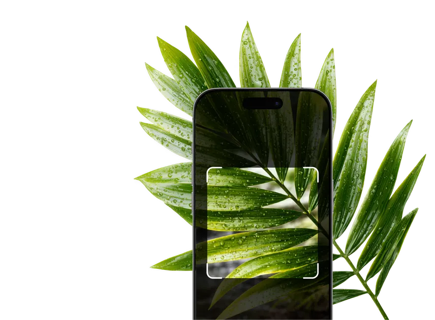 Plant Leaf Identification – Hero