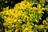Euonymus japonicus