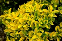 Euonymus japonicus