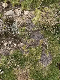Aciachne pulvinata (Aciachne pulvinata) plant