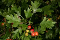 Calycine Hawthorn