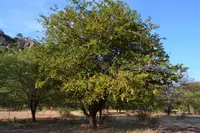 Sickleleaved Albizia (Albizia harveyi) plant