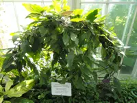 longevity spinach