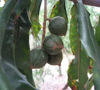 macadamia nut