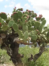 Opuntia streptacantha (Opuntia streptacantha) plant