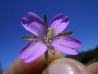 aboriginal willowherb