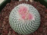 pingpong-ball cactus