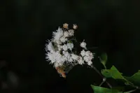 Ageratina glabrata